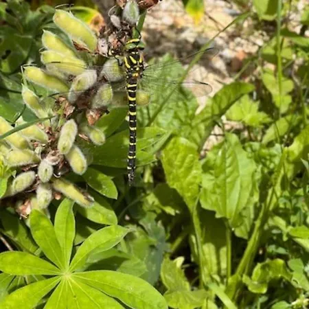 Dans Les Bois Avec Vue Sur Les Pyrenees Шале