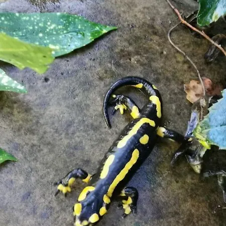 Dans Les Bois Avec Vue Sur Les Pyrenees Saint-Laurent-de-Neste