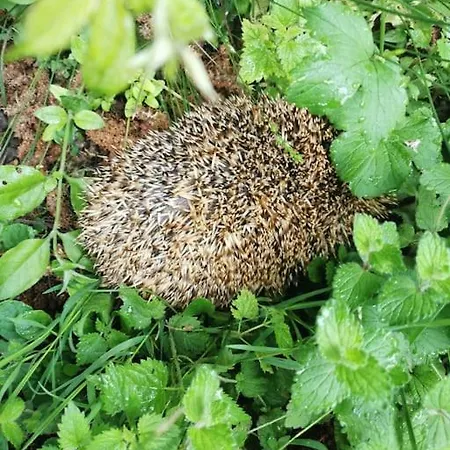 Dans Les Bois Avec Vue Sur Les Pyrenees * Saint-Laurent-de-Neste