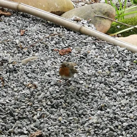 Dans Les Bois Avec Vue Sur Les Pyrenees Шале Saint-Laurent-de-Neste